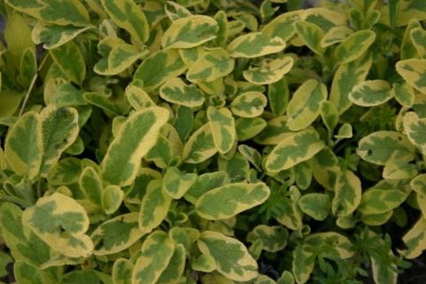 Sage.