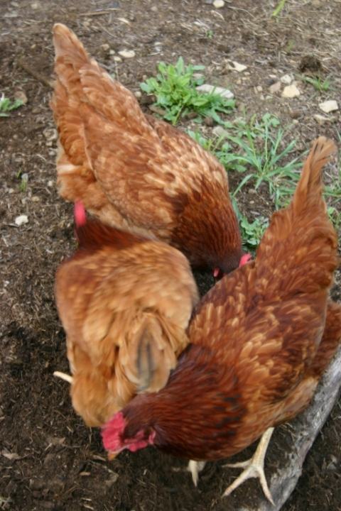The Girls.