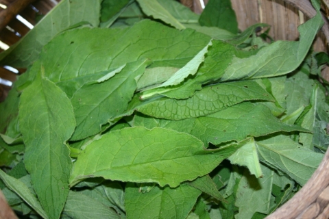 Comfrey leaves.