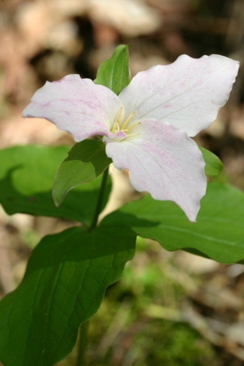 Large-Flowered Trillium. (Trillium Grandiflorum)