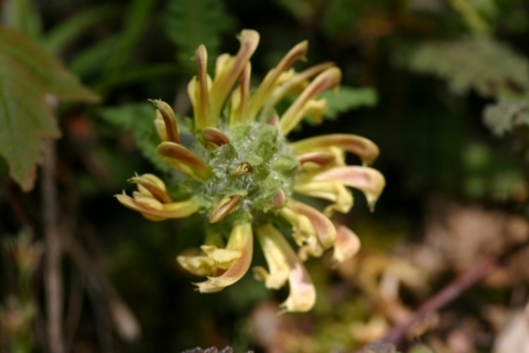 Wood betony. (Pedicularis canadensis)