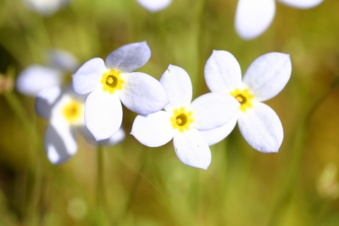 Quaker Ladies. (Houstonia caerulea)