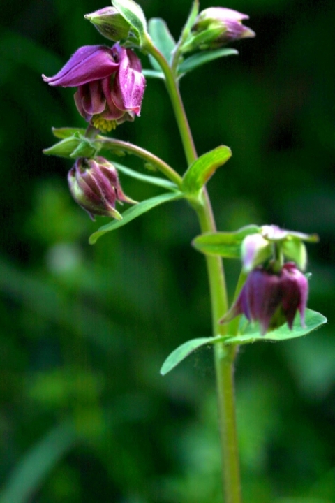 Columbine.