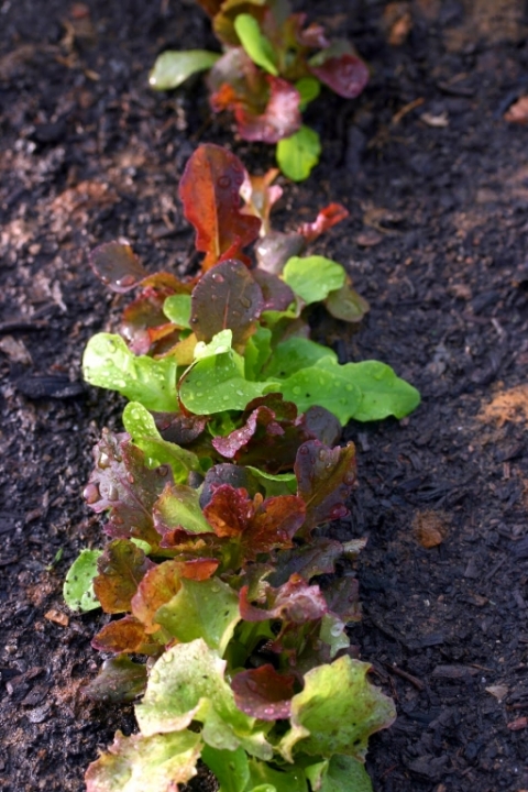 Mixed lettuce.