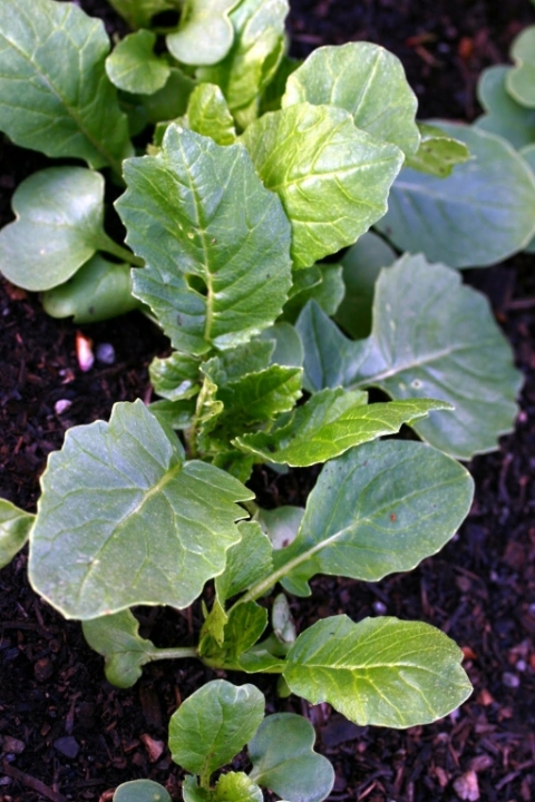 Radishes.