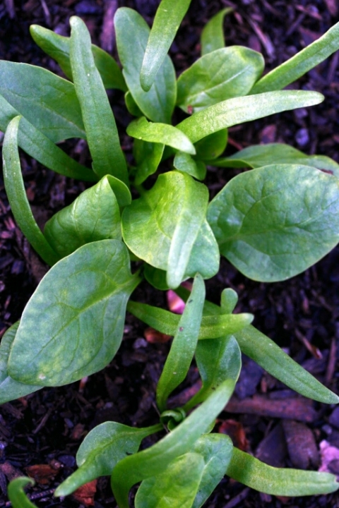 Spinach.