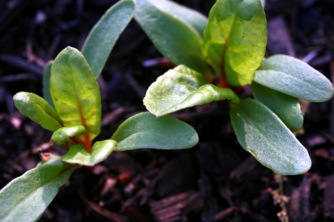 Swiss chard.