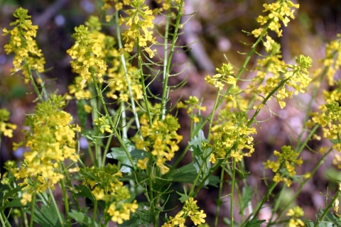 Early wintercress.