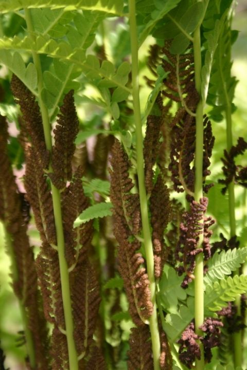 Cinnamon fern.