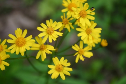 Golden ragwort.