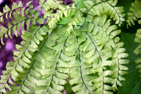 Maidenhair fern.