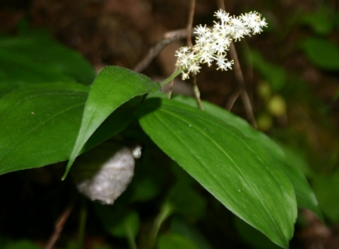 Starry Solomon's Seal.