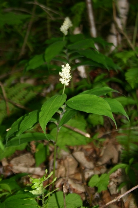 Starry Solomon's Seal.