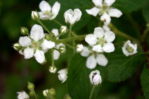 Blackberry.