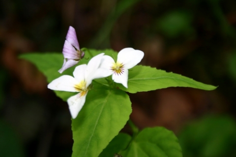 Canada violet.