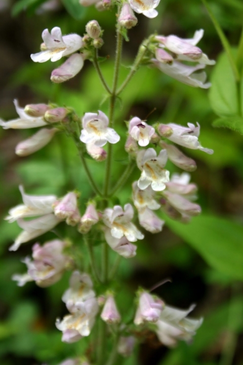 Grey beardtongue.