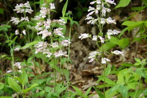 Grey beardtongue.