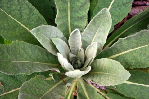 Mullein.