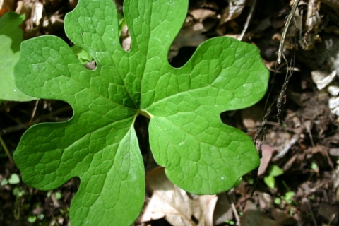Mayapple.