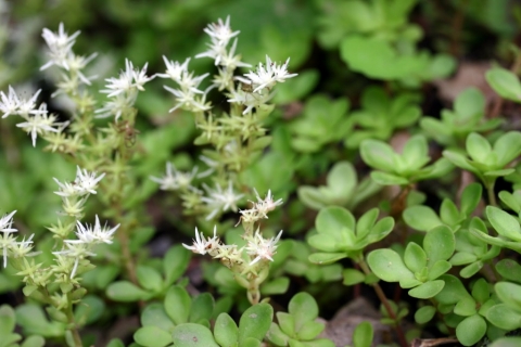 Wild stonecrop.