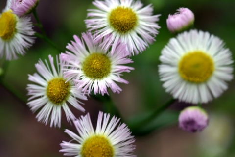 Daisy fleabane.
