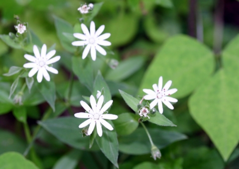 Star chickweed.