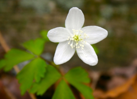 Wood Anemone (Anemone quinquefolia).