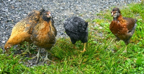 Clio, Thalia, Jake and Calliope.