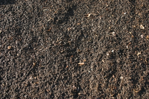 Seed bed prepared for spinach, April 16.
