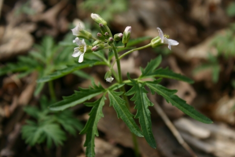 Cut-leaved toothwort (Cardamine concacenata) April 24.