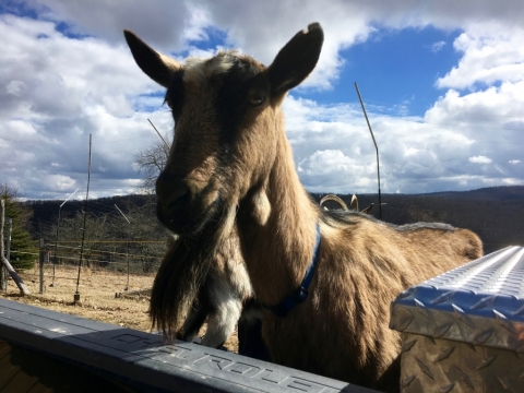 Miss Clyde hanging out in the truck on a sunny February day.