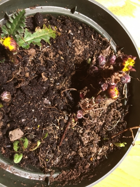 Earliest coltsfoot: February 23.