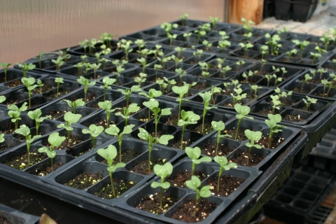 April 18 in the Greenhouse.