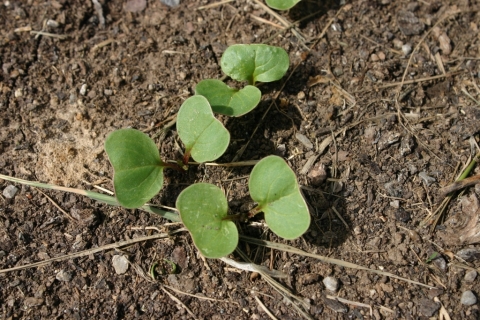 Radishes in the garden.