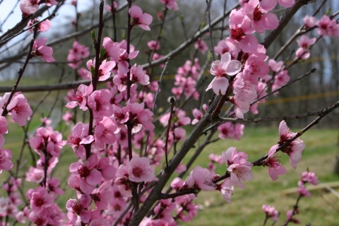 Peach blossoms.