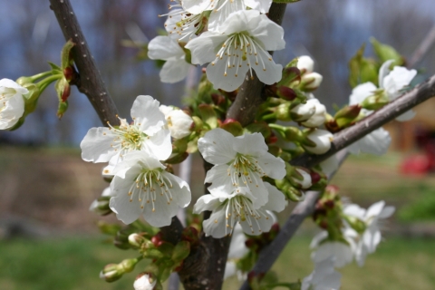 Cherry blossoms.