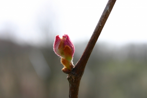Grape leaf bud.