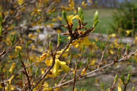 Forsythia.