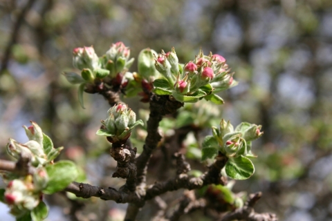 Grandmother Apple Tree.