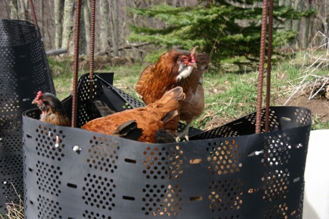 Playing in the compost bin.