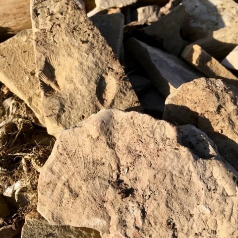 We grow fossils here at Brightside.