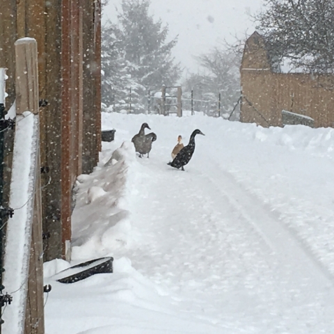 Snow ducks!