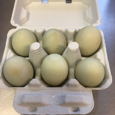 April 10 Duck eggs.