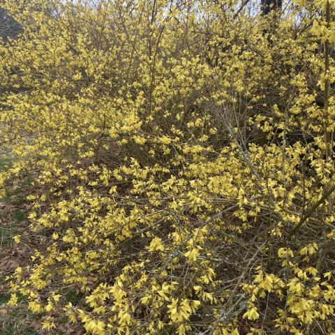 Forsythia.