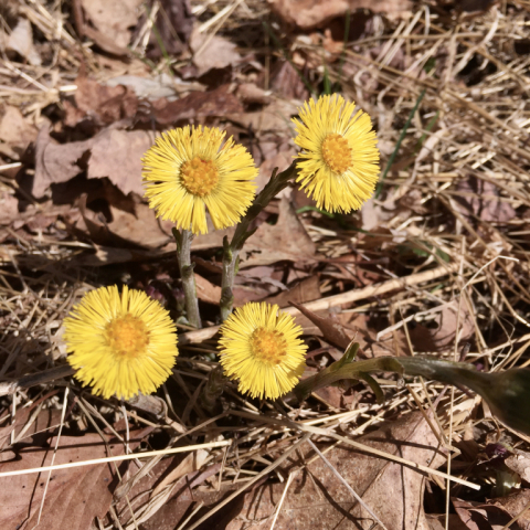 Coltsfoot. April 3.