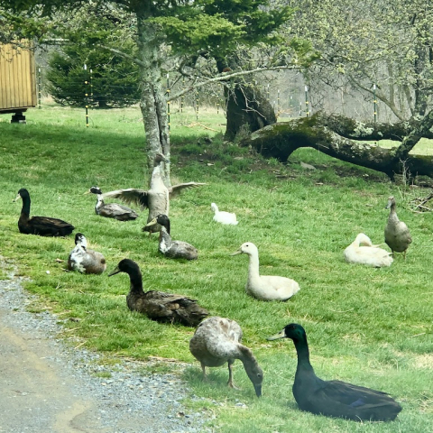 Socially-distanced Runner Ducks. April 30.