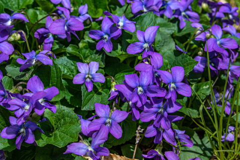 May 23. Violets.