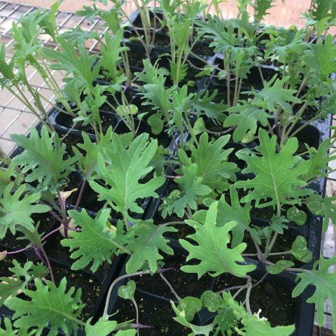 Kale.