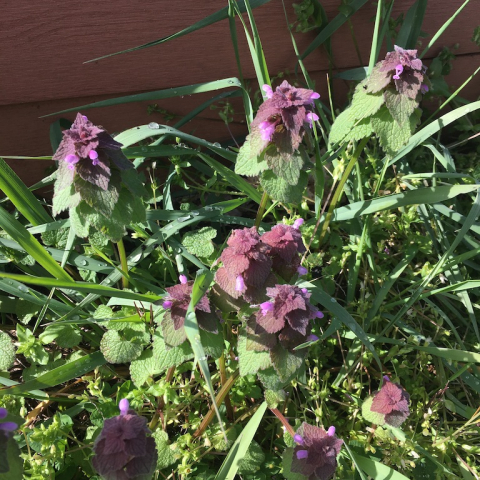 Deadnettle.