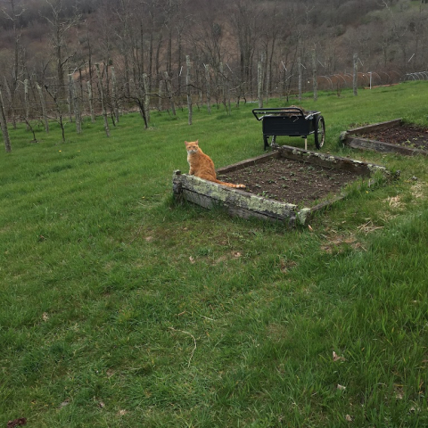 Tom Fleming surveys the garden.